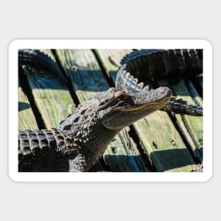 big smiling alligator Sticker